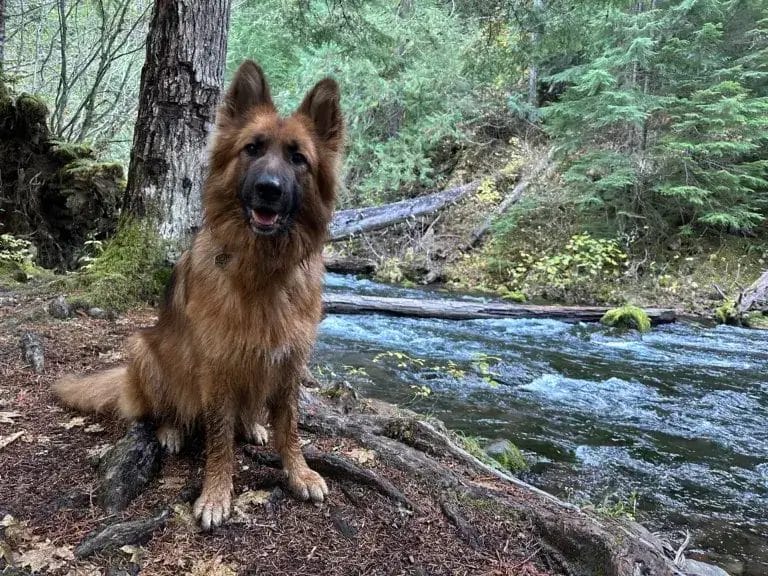 German Shepherd dog sitting next to a river in the forest while camping in bear country.