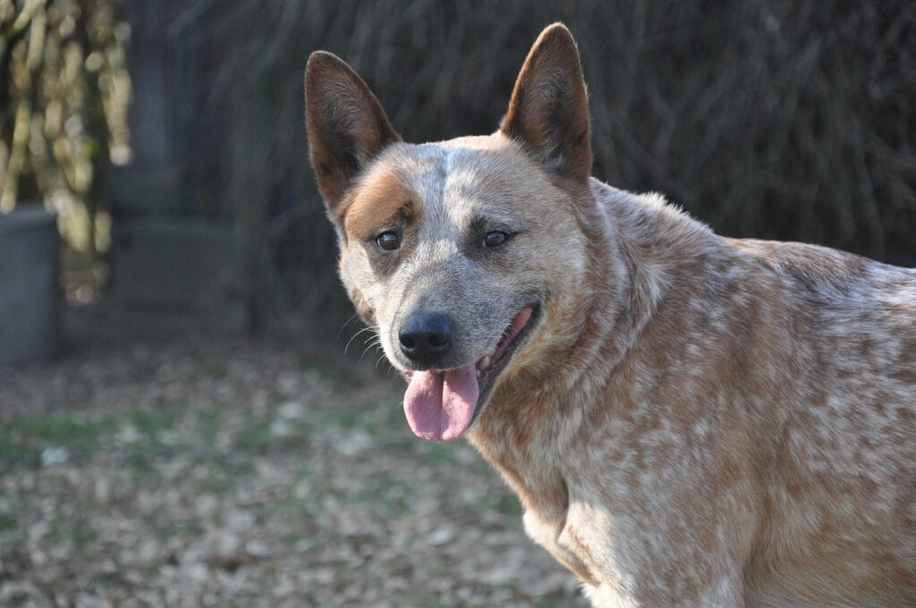 Australian Cattle Dog with his tongue out looking at the camera.