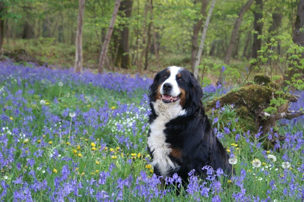 A Bernese Mountain Dog sitting in a bed of wild flowers.