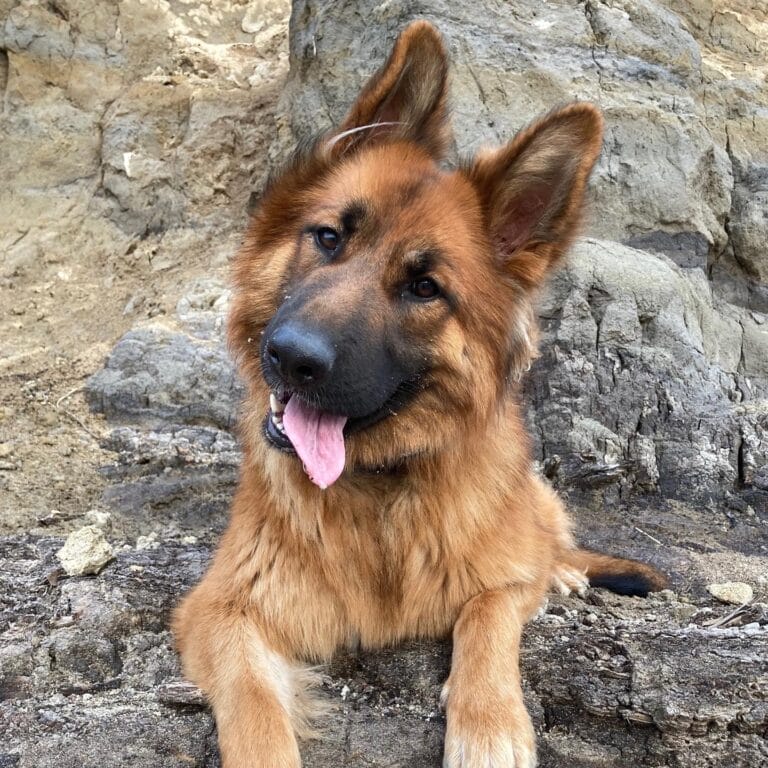 German Shepherd dog with tongue out laying down and looking at camera.