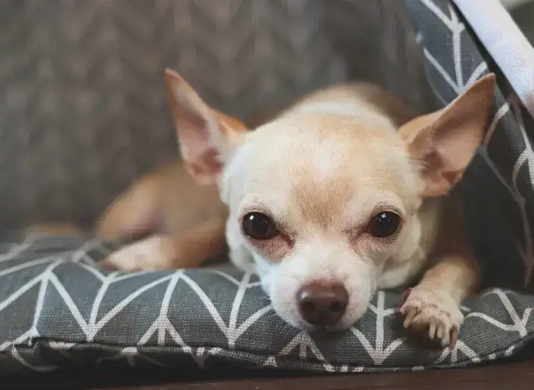 Chihuahua dog lying down in gray teepee pet tent, looking at camera.