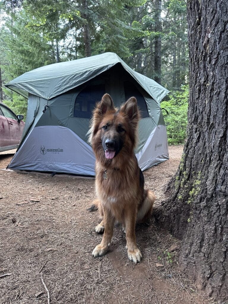 German Shepherd dog with her tongue out sitting next to a very large tree in the forest with a tent in the background.