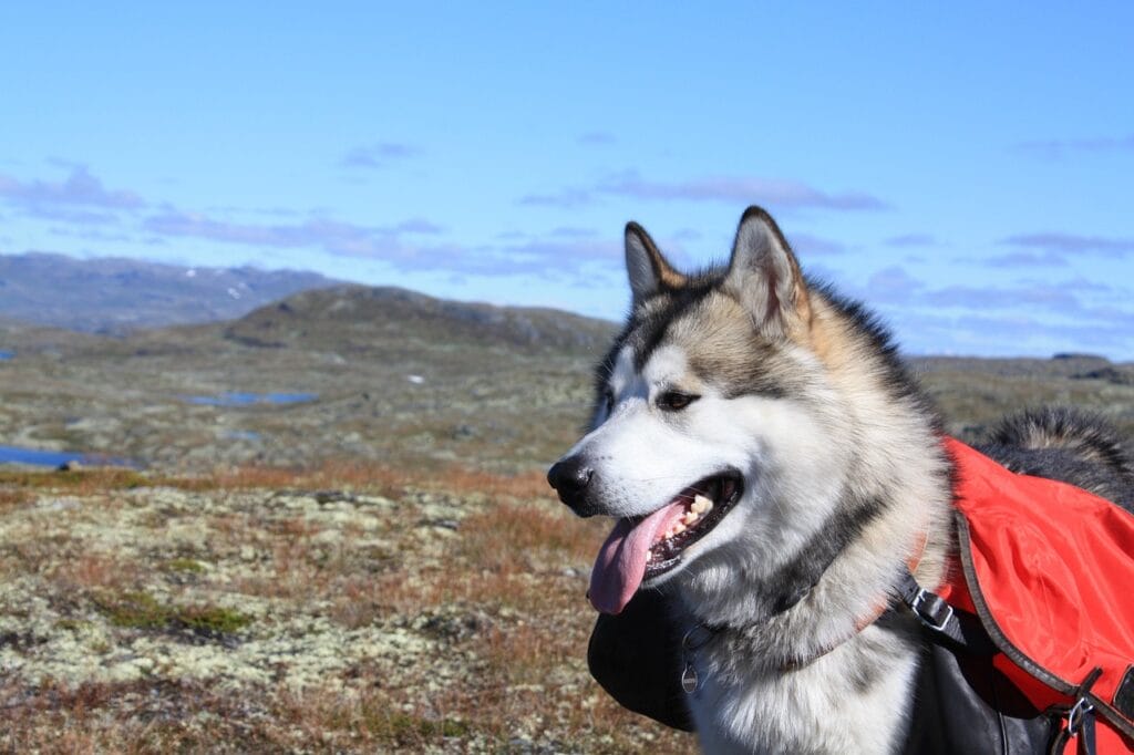 Alaskan Malamute out in the wilderness.
