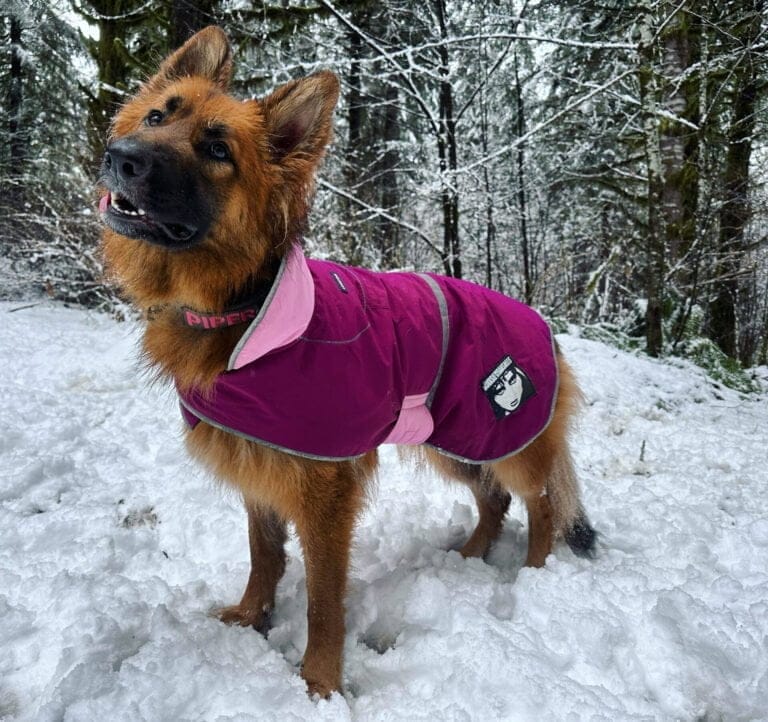 German Shepherd dog wearing a pink dog jacket.
