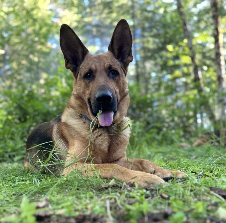 German Shepherd dog lying in the grass with his tongue out.