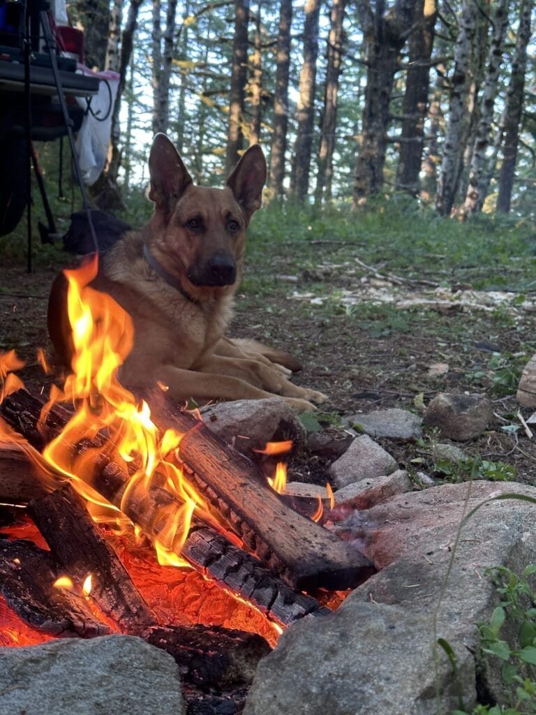 German Shepherd dog lying next to a camp fire.
