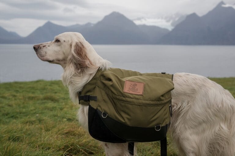 Dog Backpack Essentials: Top Picks for Your Pup’s Comfort and Style!