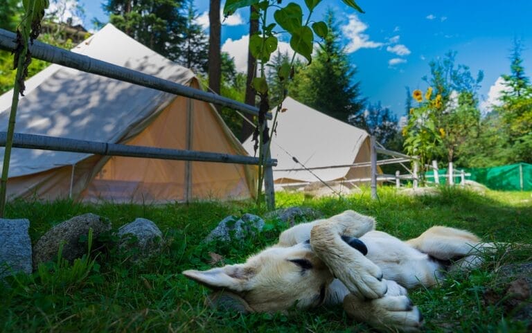 Dog laying in the grass with tents in the background.