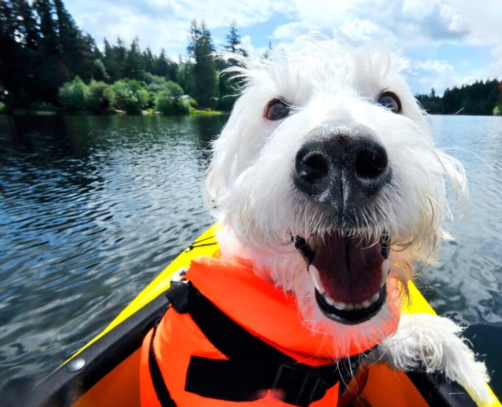 Small white dog wearing a life jacket in a dog friendly kayak.