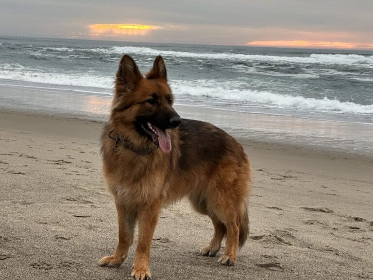 German Shepherd Dog on a dog adventure at teh beach with a sunset in the background.