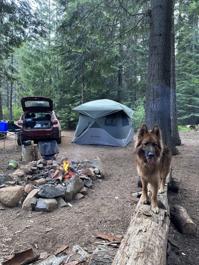 Wild camping with a dog. A camsite with a campfire, tent and car in the background and a German Shepherd dog standing on a log.