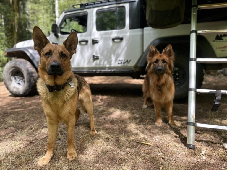 Two German Shepherd dogs standing in front of a Jeep Gladiator.