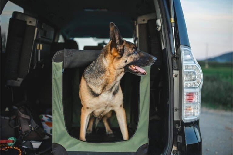 a german shepherd is a soft crate in the car. the trunk is open and the dog i peeking out of his crate from the car. the vehicle is black and big and dog is a male german shepherd. crate training.