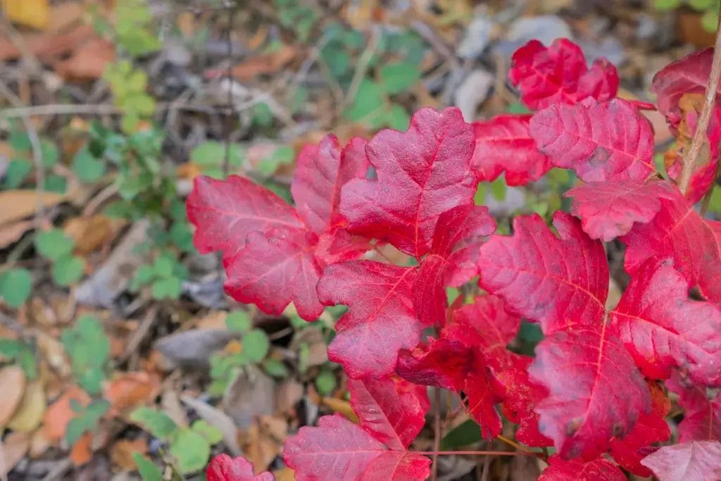 Red Poison Oak Leaves California