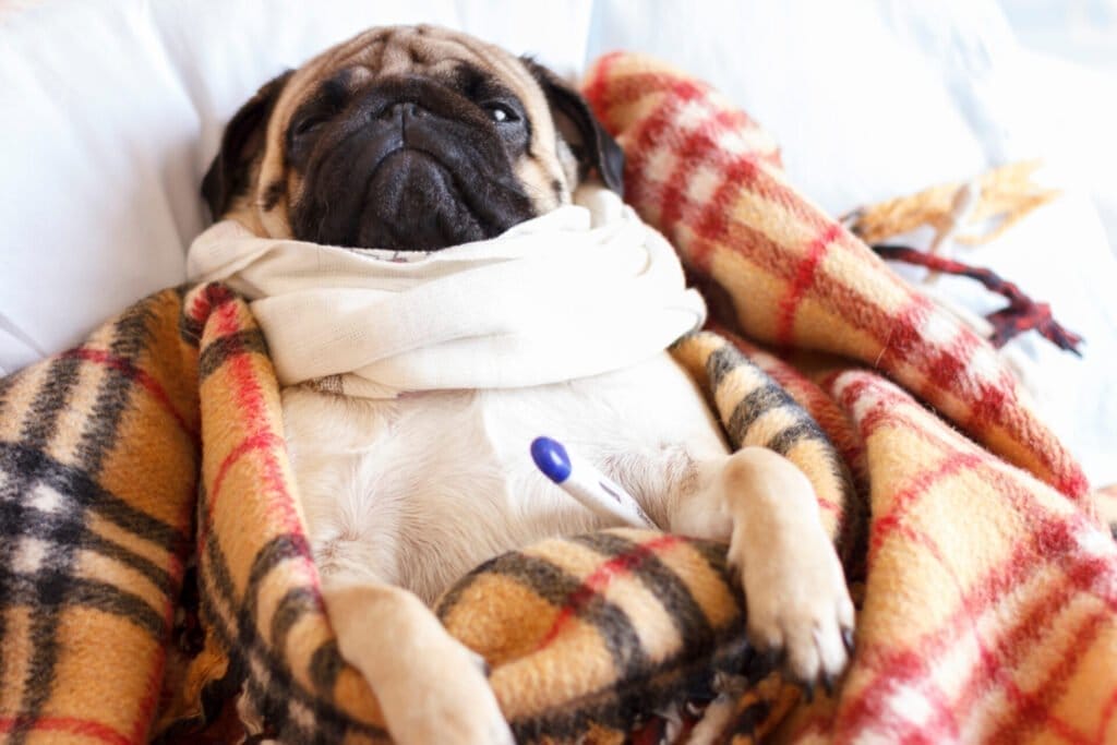 Sad dog pug in checkered blanket is sick and lies with a thermometer.