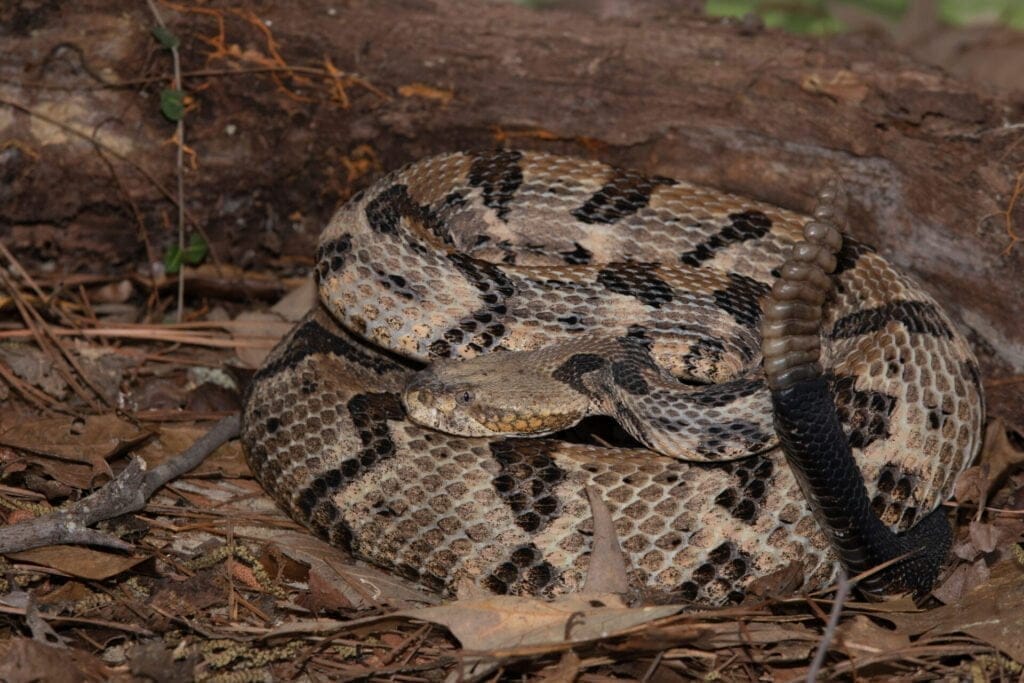 Timber Rattlesnake on the Outer Banks of North Carolina