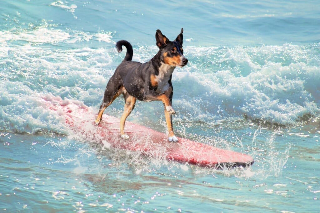 dog surfing on a surfboard at a dog friendly off leash beach.