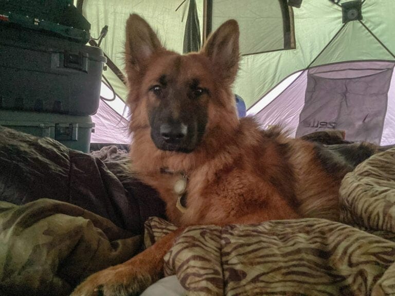 German Shepherd dog sleeping on a dog proof air mattress in tent.