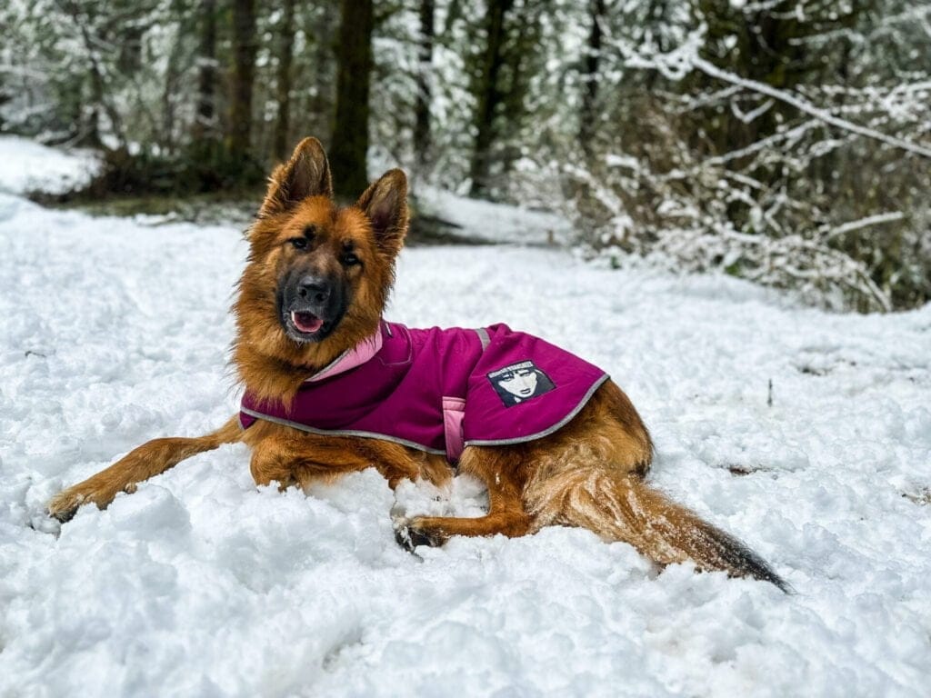 Snow camping with German Shepherd dog wearning a pink dog jacket.