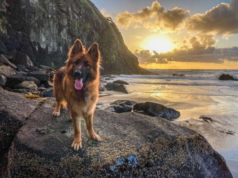 German Shepherd Dog at dog friendly off leash beach in Oregon as sunset.