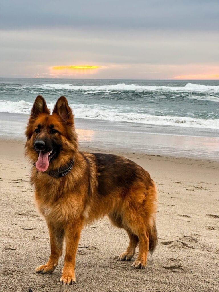 German Shepherd Dog on a dog friendly off leash beach in Oregon.