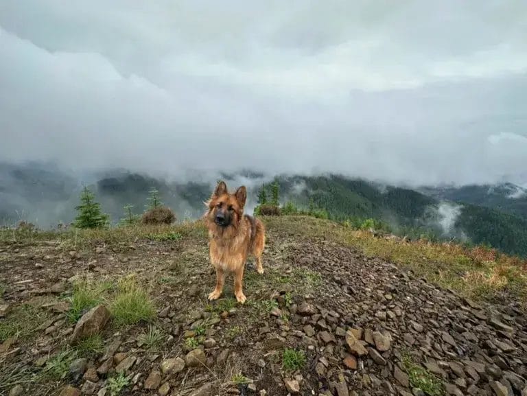 Hiking with dogs, German Shepherd on a mountain peak.