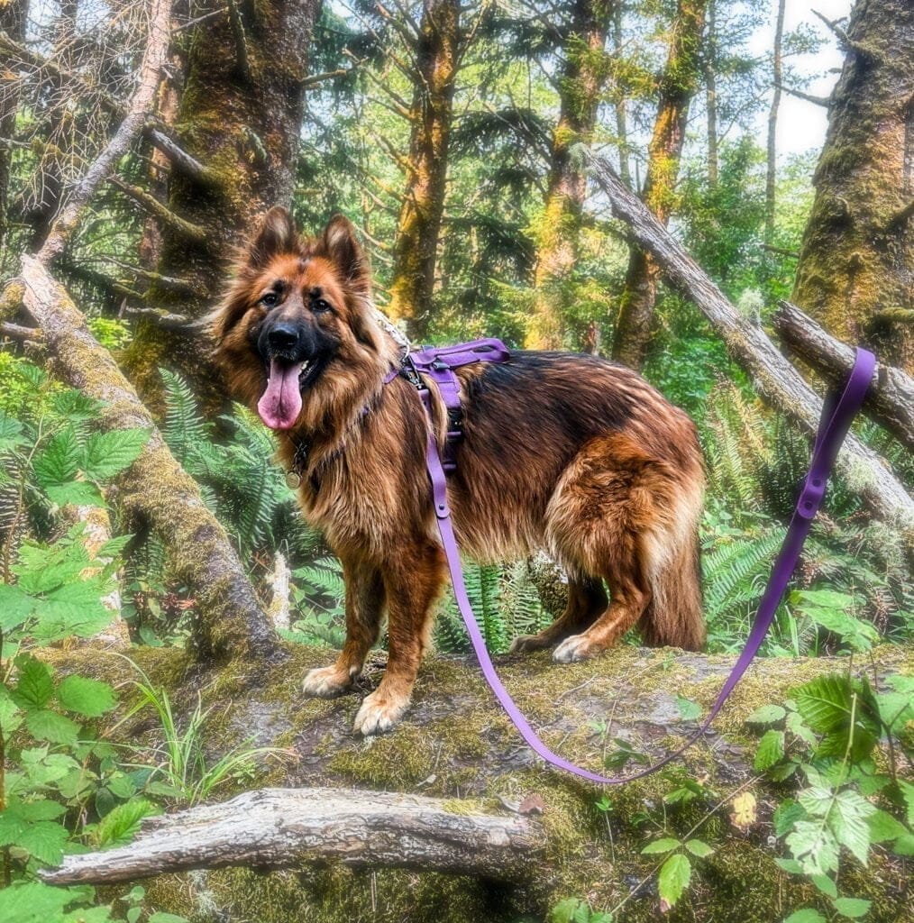 German Shepherd dog standing on a fallen tree wearing a purple harness and purple leash.