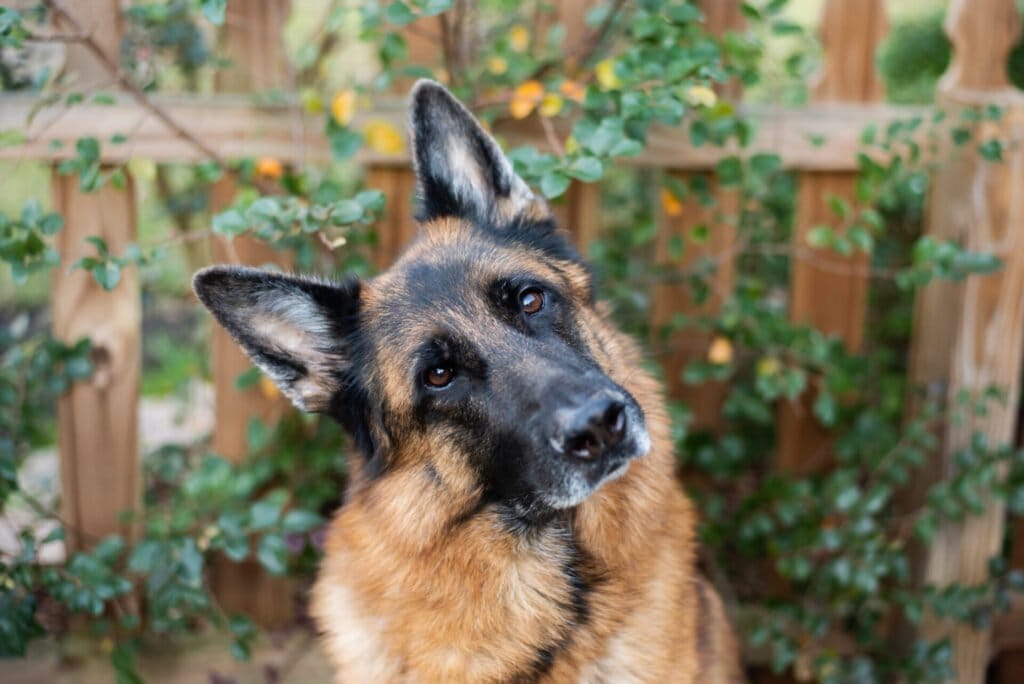 German Shepherd tilting his head and looking at the camera.