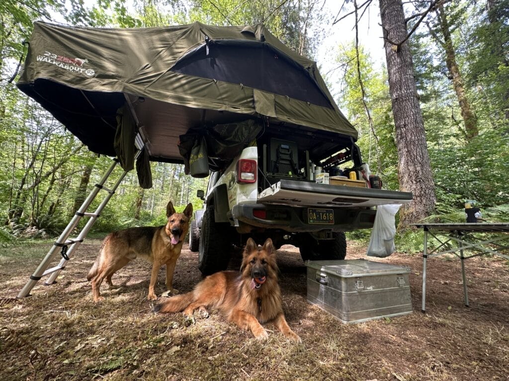 Two German Shepherd dogs standing next to a Jeep Gladiator with a rooftop tent.