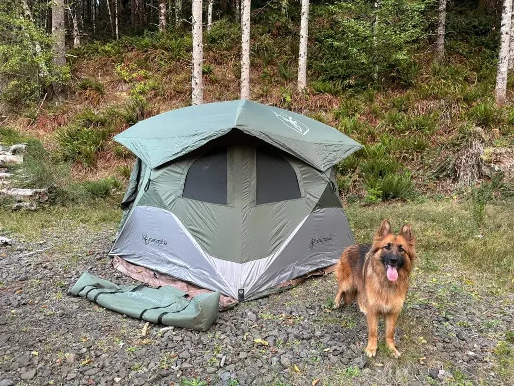 German Shepherd dog standing in front of a tent.