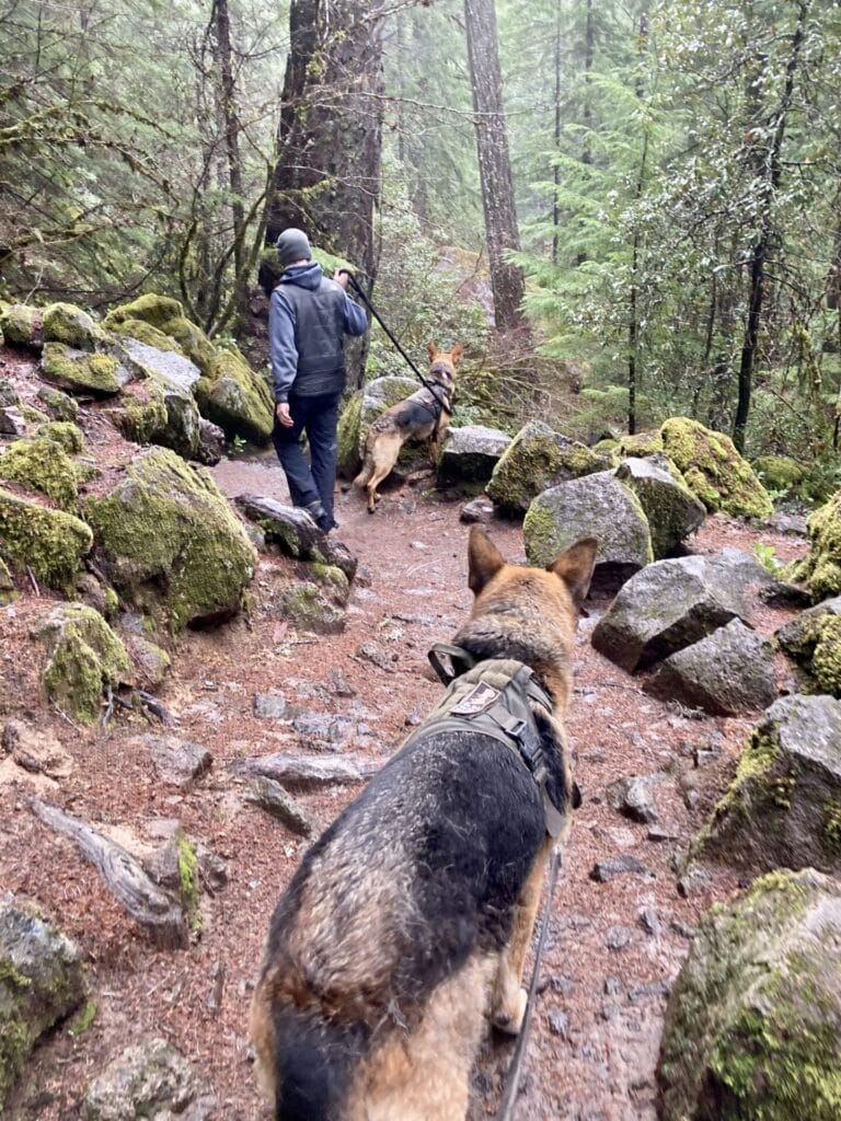 Two German Shepherds on leashes going on a hike in the forest.