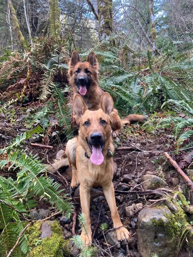 Two German Shepherds in the forest looking at the camera.