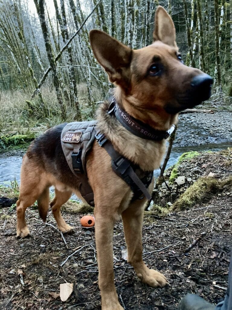 Camping with reactive dog, Scout a very nervous German Shepherd.