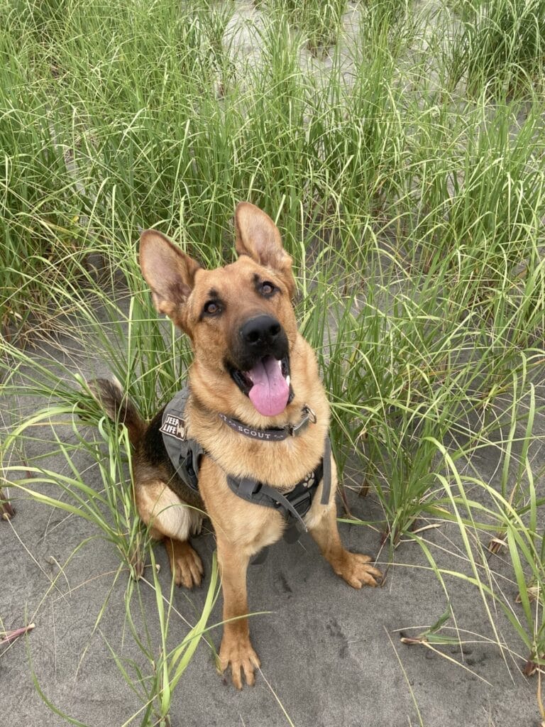 German Shepherd Dog sitting in a sand dune wearing a harness and looking up at the camera.
