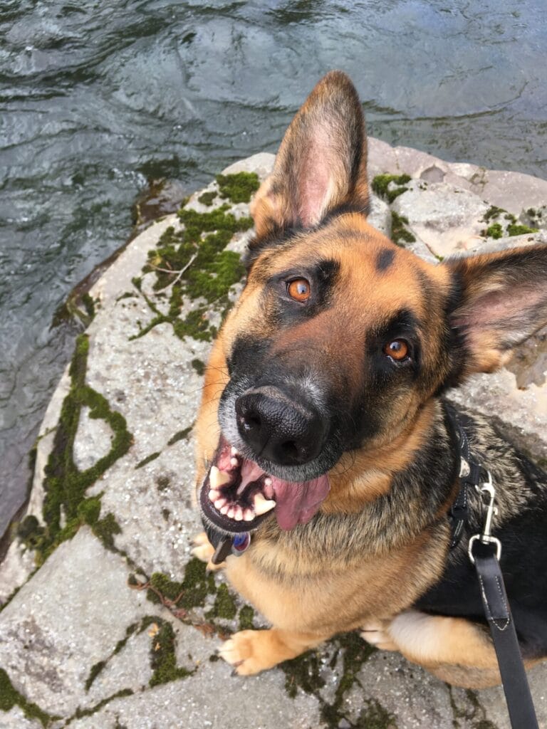 German Shepherd dog looking up at the camera smiling with a river down below.