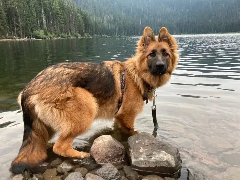 German Shepherd dog standing on a rock next to a mountain lake.