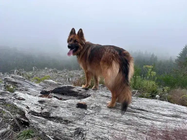 German Shepherd dog standing on a fallen tree on a hike in the Pacific Norhtwest.