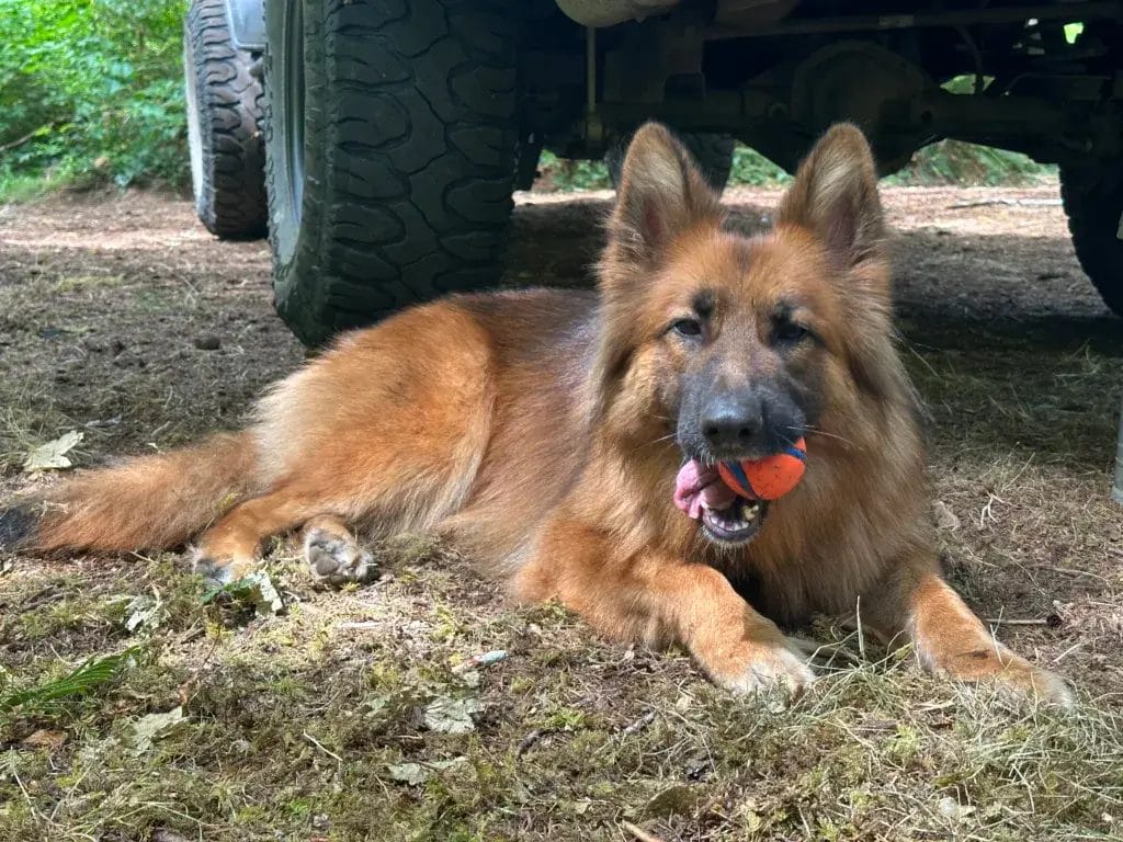 German Shepherd dog with a ball.