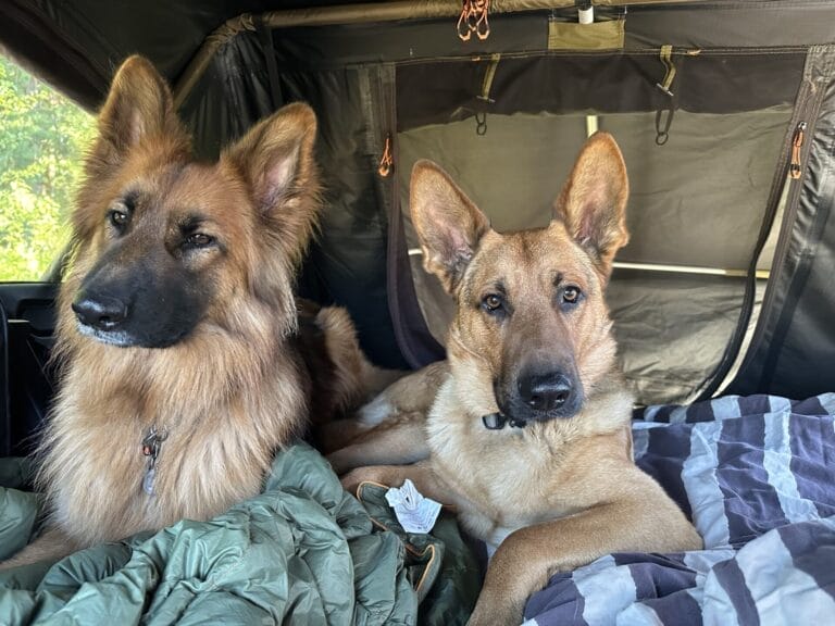 Scout and Piper getting some down time in the tent.