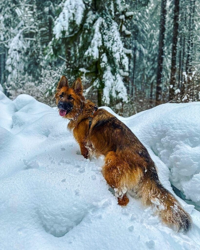 German Shepherd dog playing in a large pile of snow.
