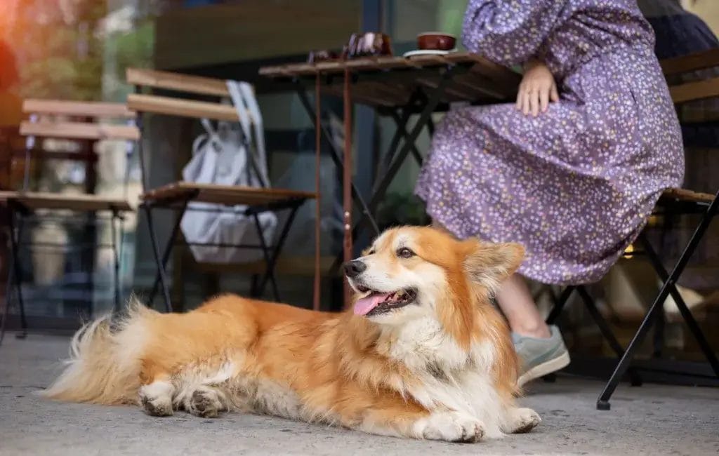 Dog lying under a table at a restaurant while the human dines.