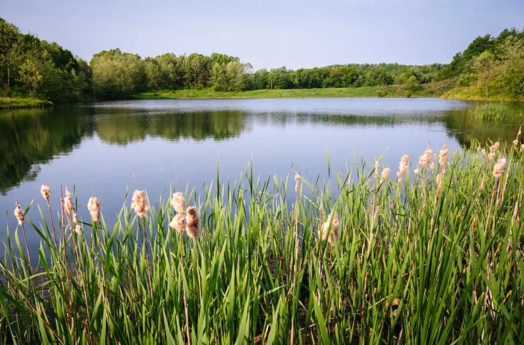 Lake surrounded by lush greenery at Cuyahoga Valley National Park.