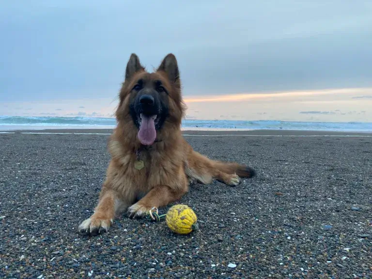 Outside Games for Dogs: Fun and Engaging Activities for Your Pooch