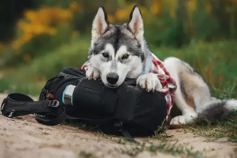 Husky dog lying on a back pack.