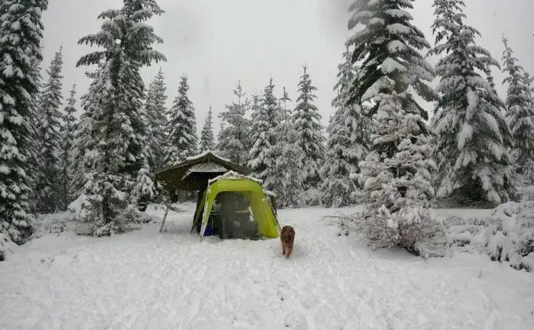 A snowy camp in a rooftop with a German Shepherd dog running in the snow.
