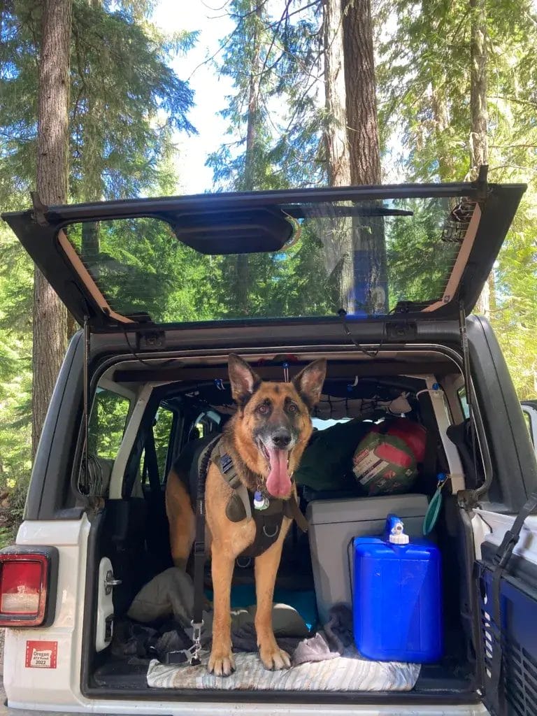 German Shepherd dog in a Jeep Wrangler with a car camping setup.