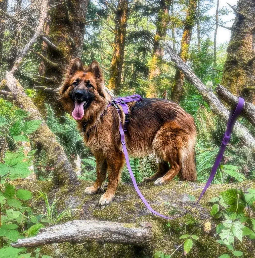 German Shepherd dog in a purple harness on a hike.