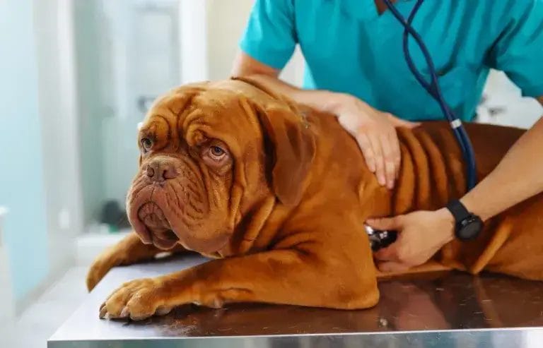 Dog on veterinary table being examined by a young woman.