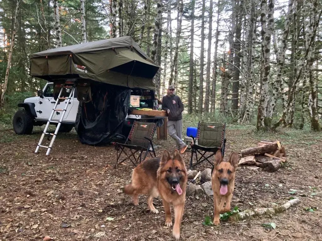 Two German Shepherds at camp standing in front of a Jeep with a rooftop tent.