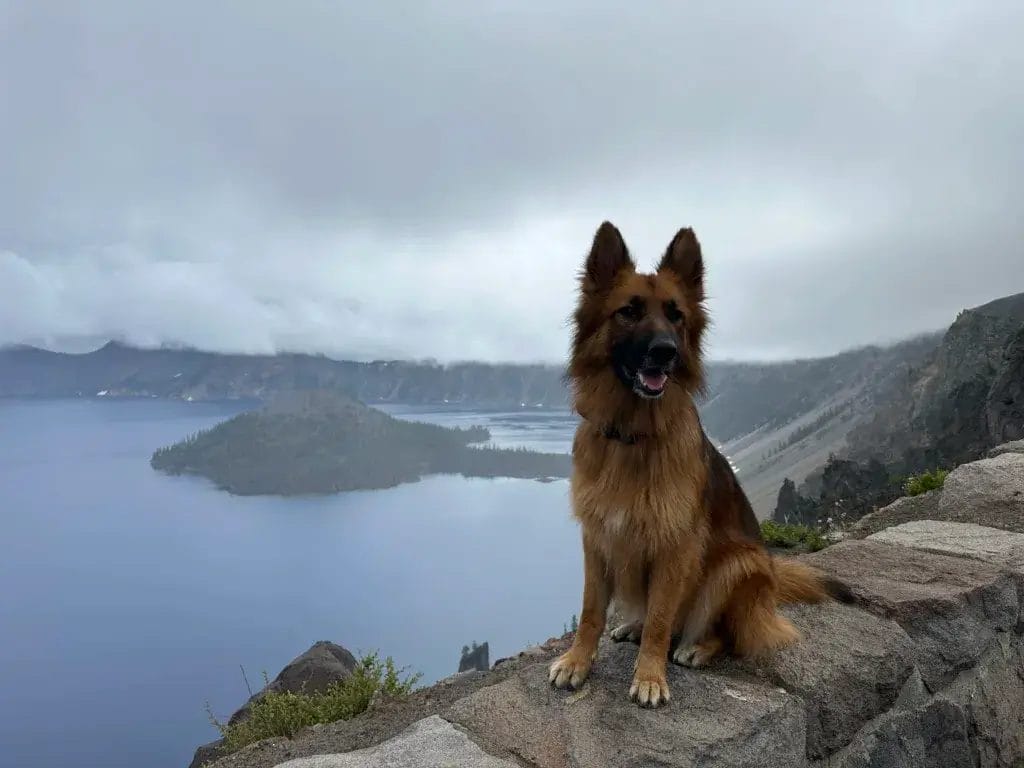 German Shepherd dog at Crater Lake.